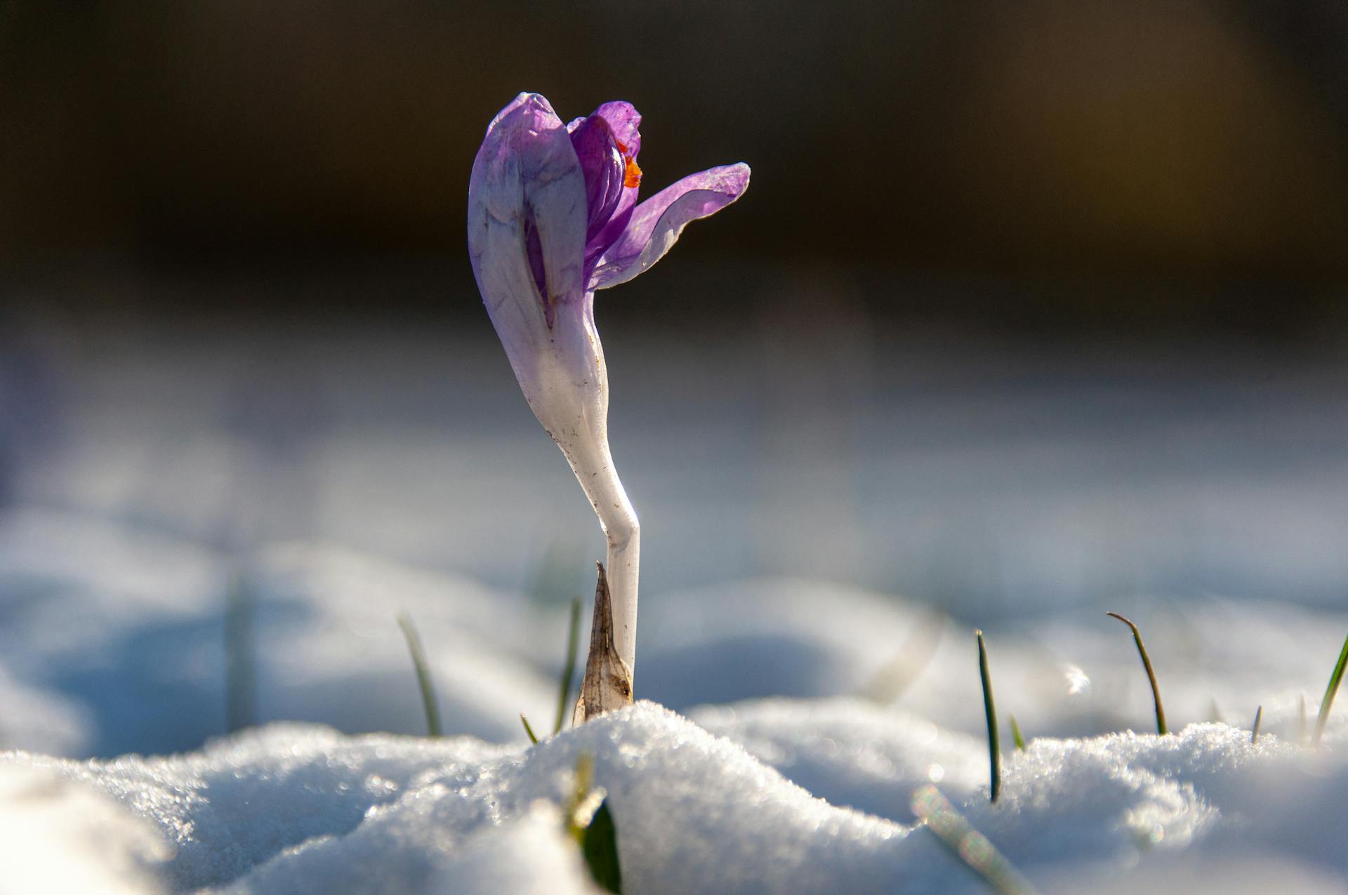 No Matter How Cold the Winter: A Note on Resilience